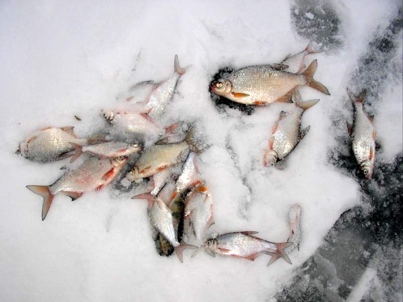 Куча Рыбы на Покаток ▶ Зимняя Рыбалка | #Vovabeer - Смотреть видео онлайн